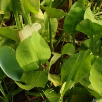 Limnocharis flava (L.) Buchenau